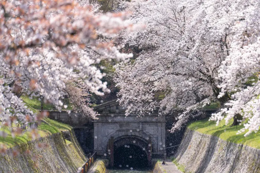 Capturing a scene or an entire scene with cherry blossoms folded all over