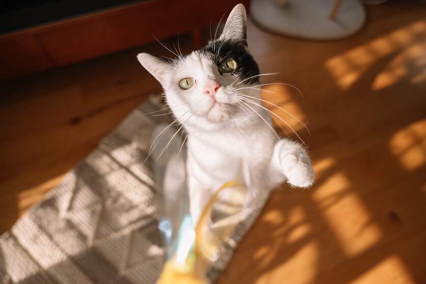 20-40mm F2.8 A062 作例 スナップ