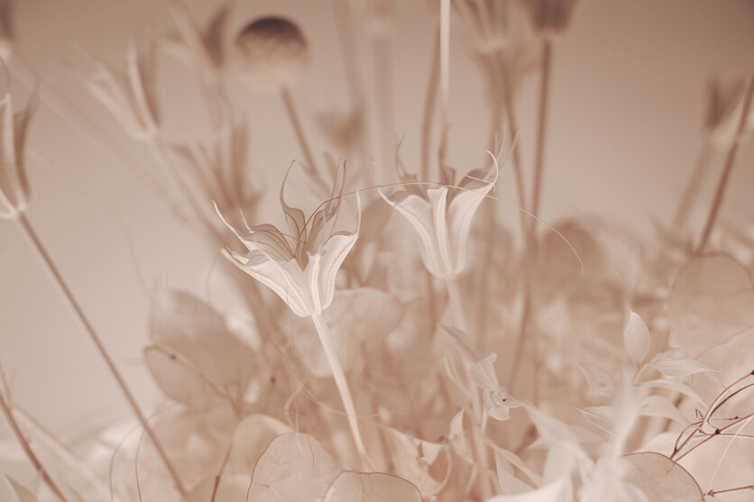 17-70mm F2.8 B070 作例 花