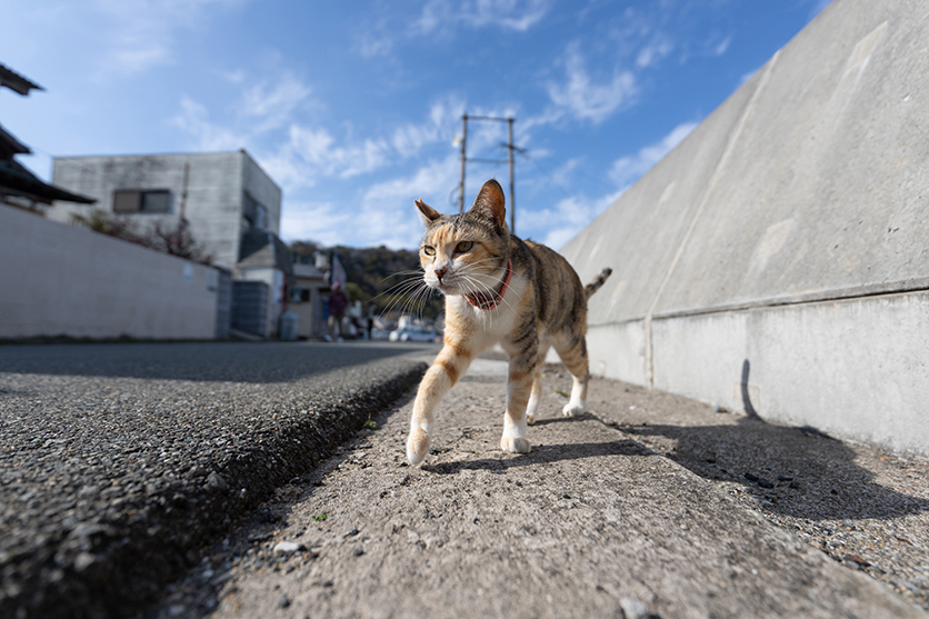 16-30mm F2.8 G2 A064 sample picture cat