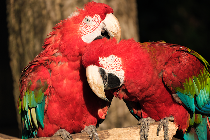 When to use an ultra-telephoto lens?