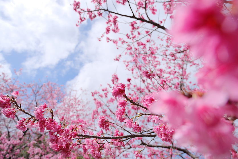 Choosing a lens based on expressiveness and rendering qualities, such as bokeh and resolving performance