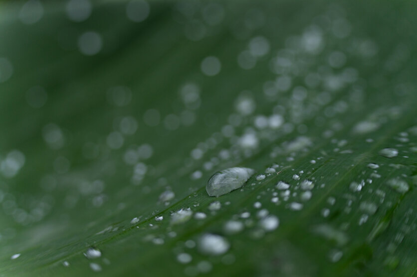 How to take photos on a rainy day
