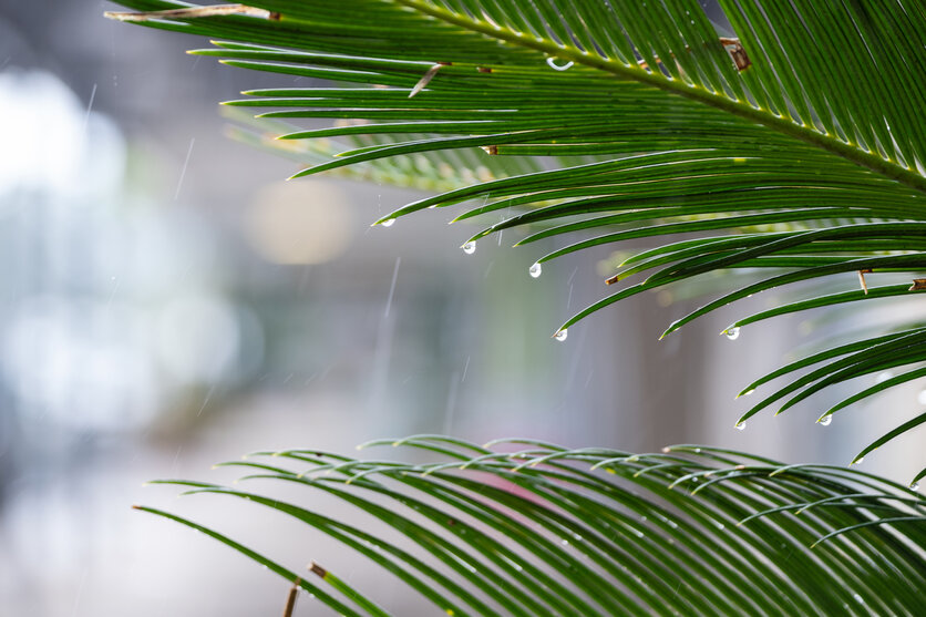 How to take photos on a rainy day