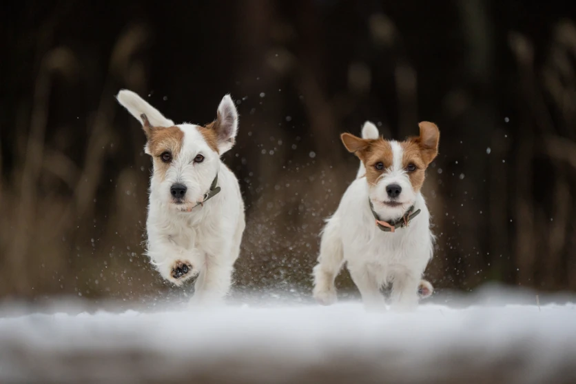 Shoot from a low angle at the pet’s eye level