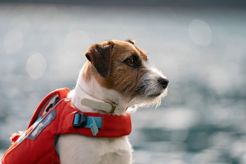 Focus on your pet’s facial expressions with a telephoto lens
