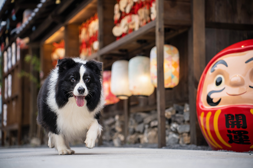 3. Photographing children and pets
