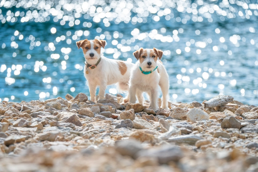 Pets and dogs