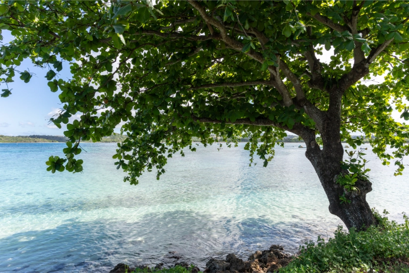 Sparkling sea