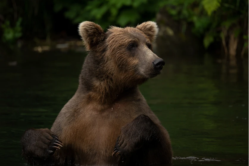 Telephoto lens: wildlife and sports