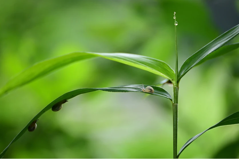 Point 7: Bokeh quality and resolving performance