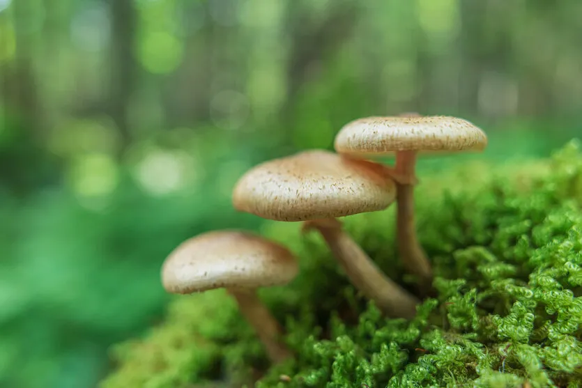 (1) Make use of bokeh