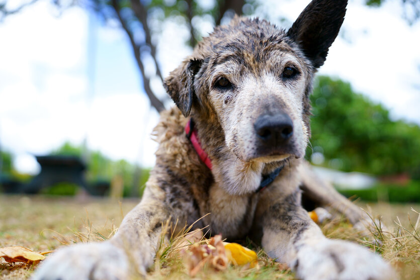 Pets and animals