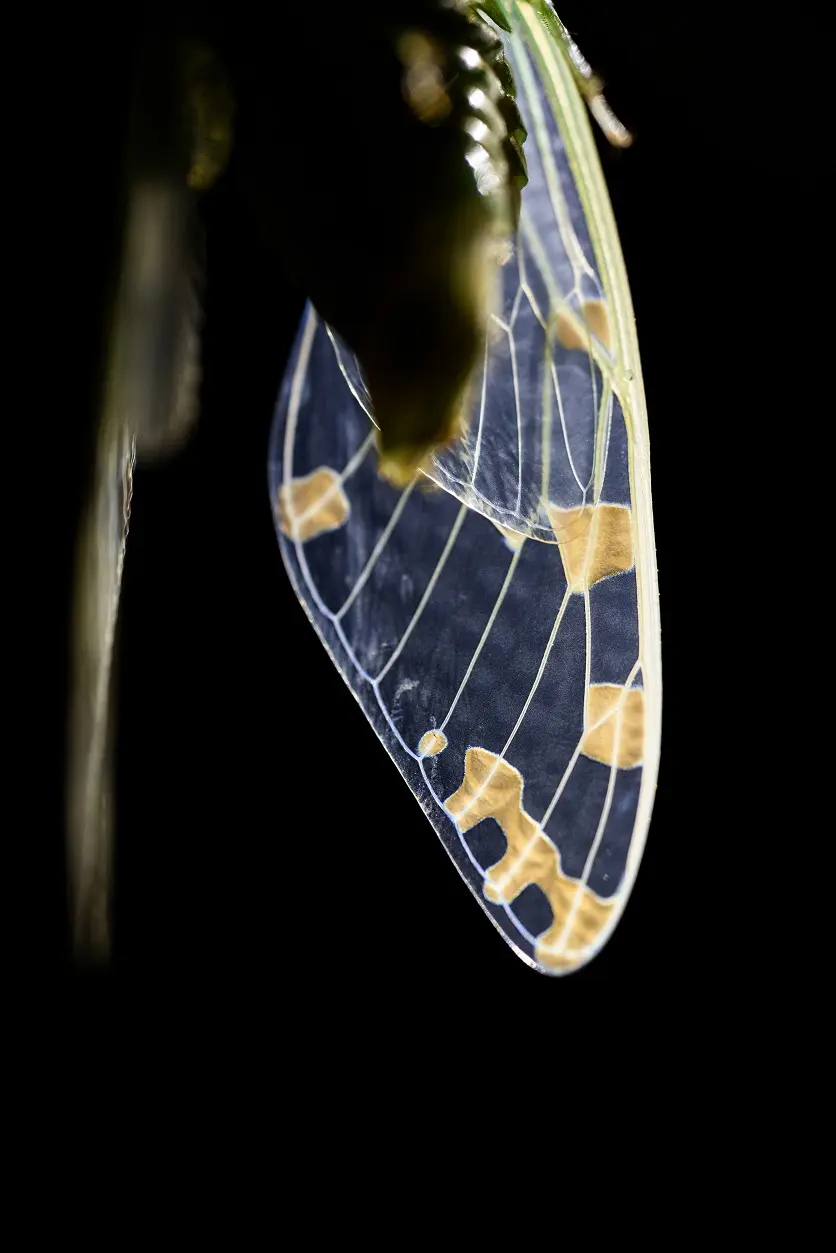 insect