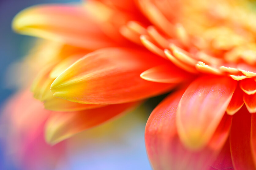 Macro lenses