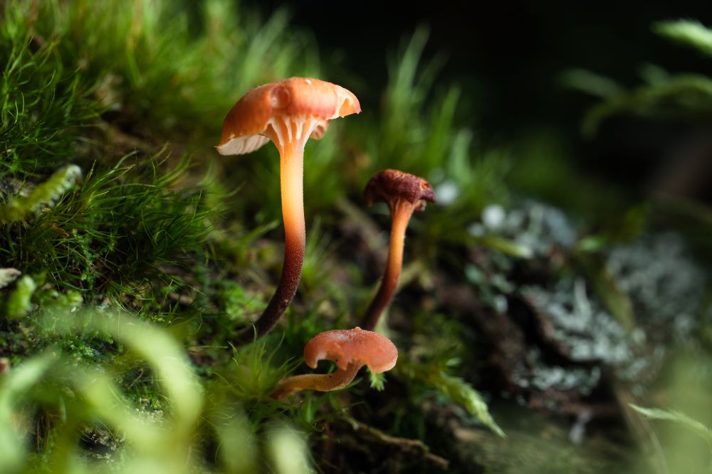  Photo taken by TAMRON Fixed Focal lens