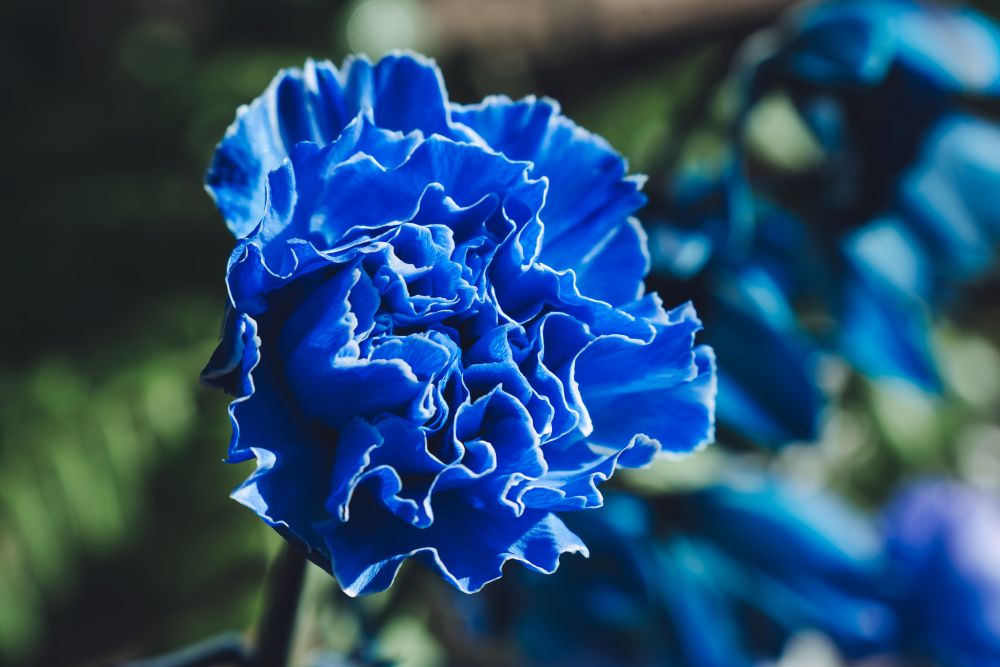 Photo taken by TAMRON Standard Zoom Lens