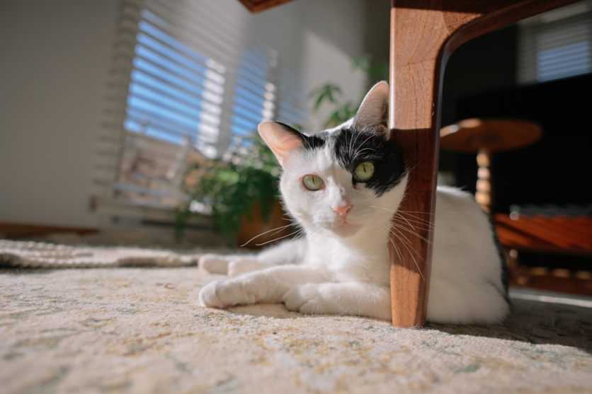 20-40mm F/2.8 Di III VXD (Model A062)