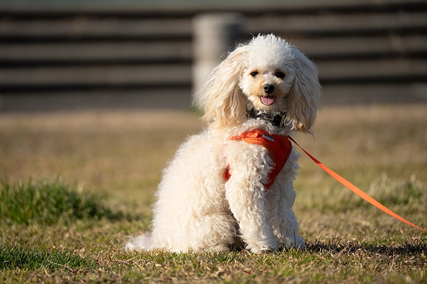 タムロン 50-300mm F/4.5-6.3 Di III VC VXD (Model A069)