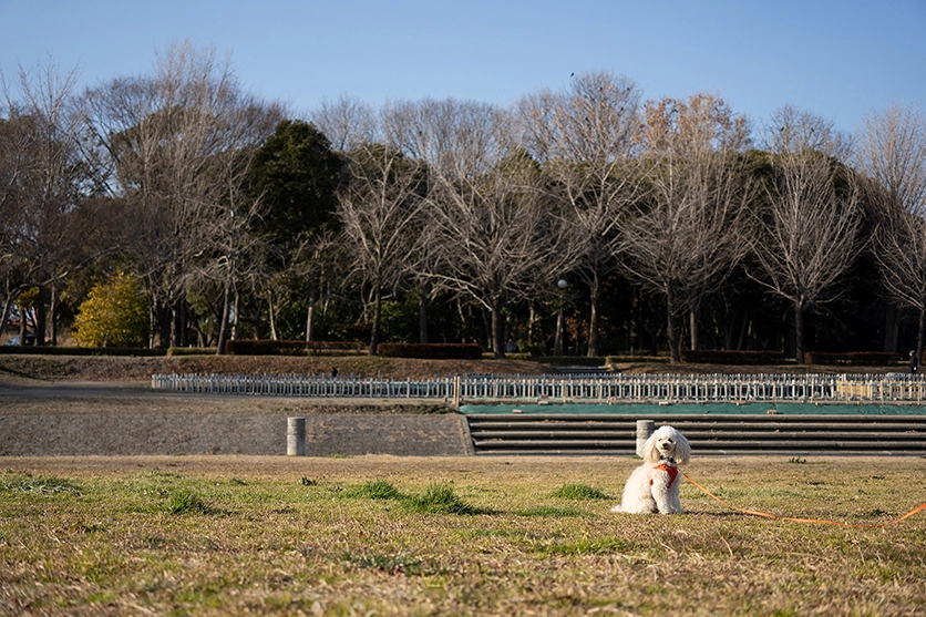 タムロン 50-300mm F/4.5-6.3 Di III VC VXD (Model A069)