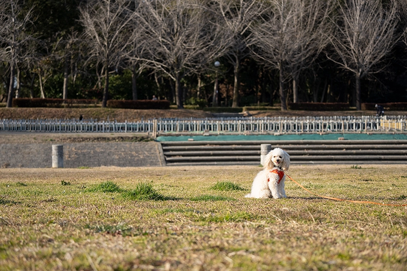 タムロン 50-300mm F/4.5-6.3 Di III VC VXD (Model A069)