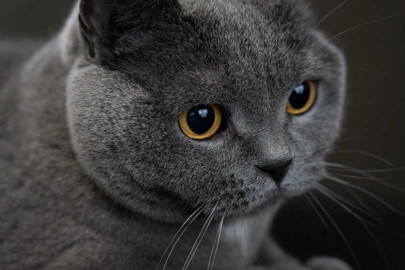 タムロン 50-300mm F/4.5-6.3 Di III VC VXD (Model A069)