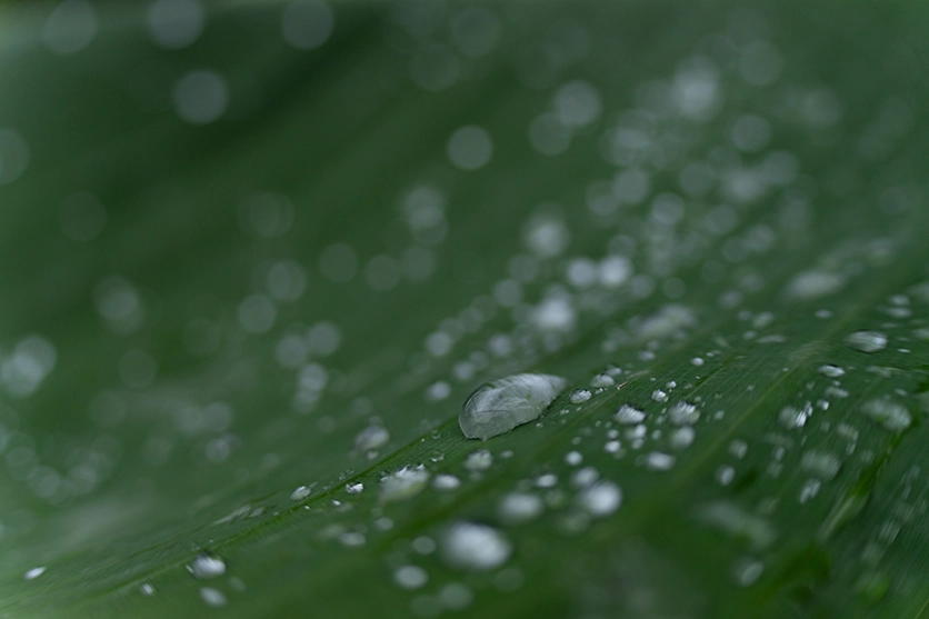 タムロン 50-300mm F/4.5-6.3 Di III VC VXD (Model A069)