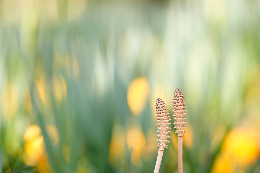 90mm F2.8 MACRO F072 作例 花