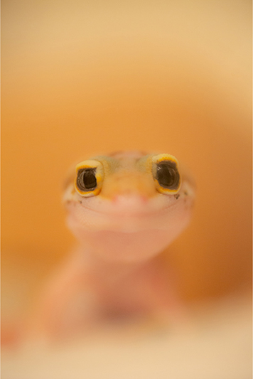 グランプリ
